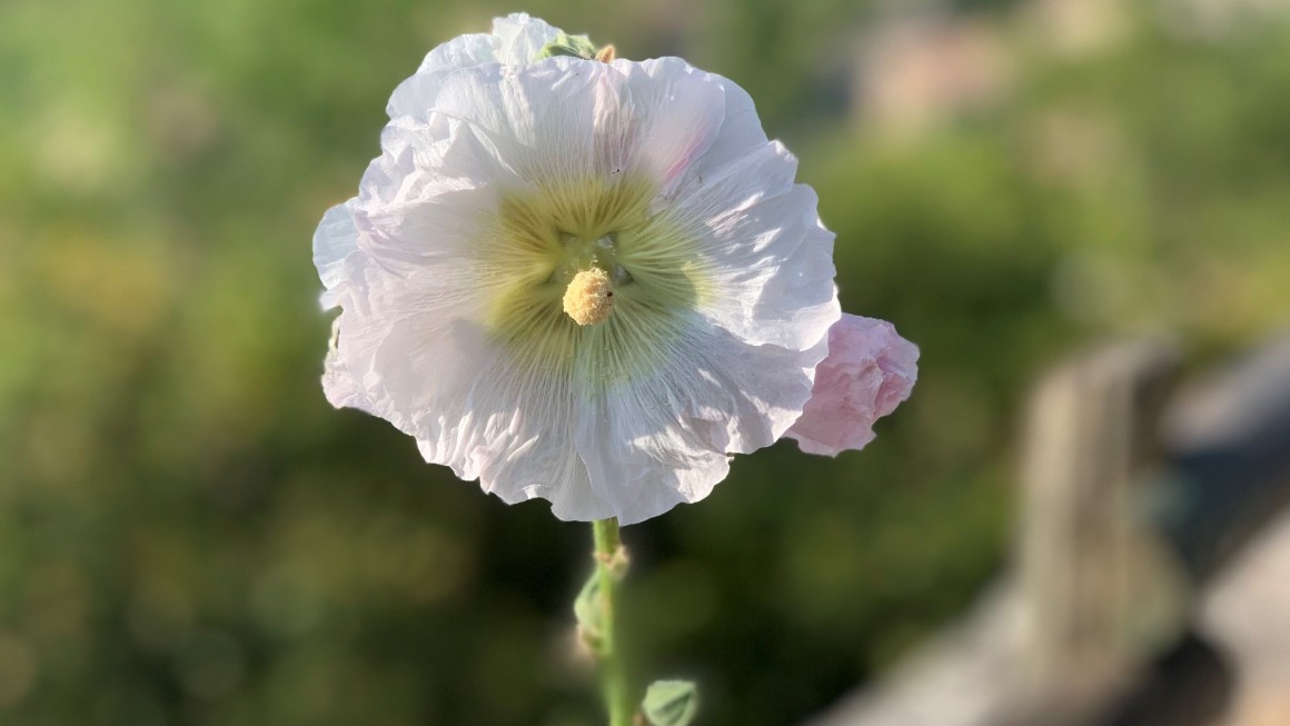 Lone Flower Luberon