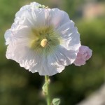 Lone Flower Luberon